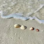 Sand Dollar Holler-Pool-Close To Beach And Shops!
